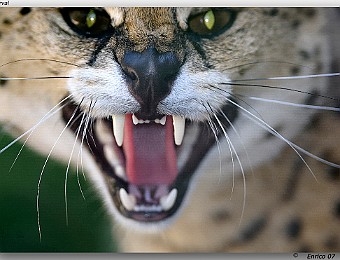 Animali 079